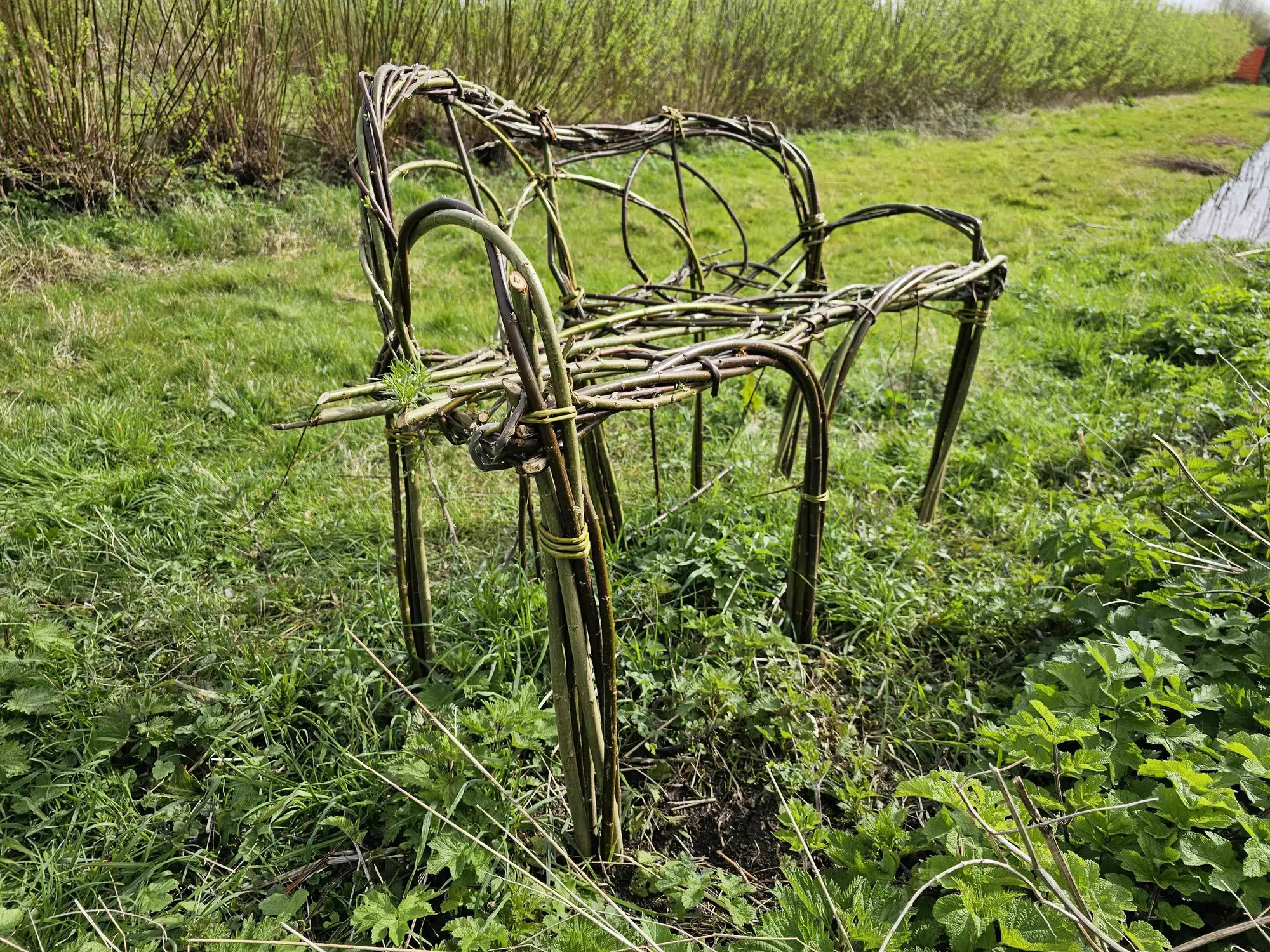 Growing chair - Live willow seating 03