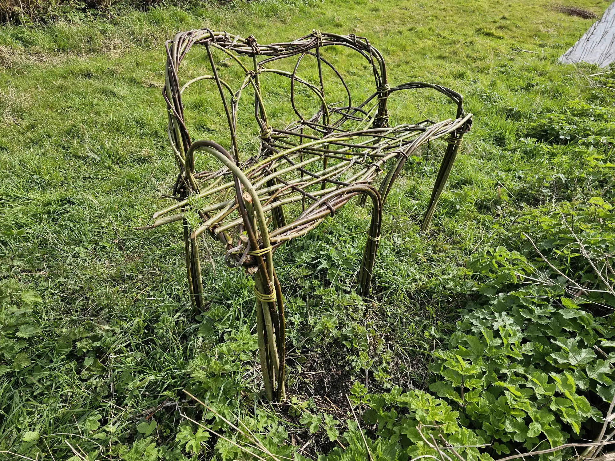 Growing chair - Live willow seating 04